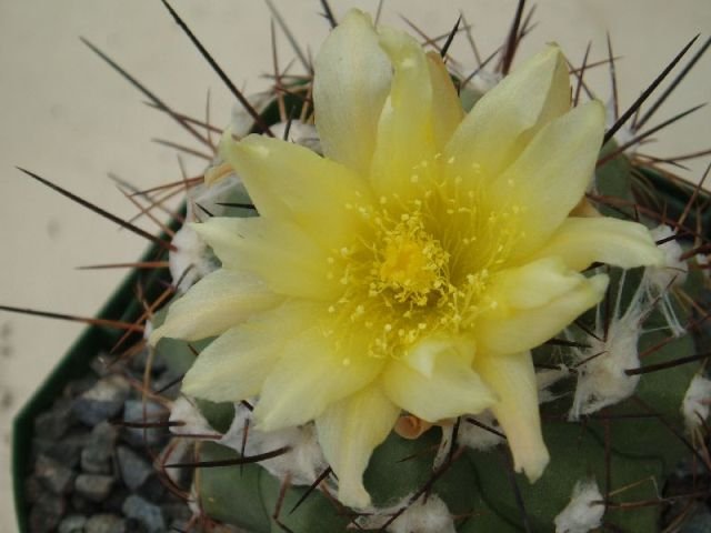 Copiapoa_esmeraldana_2